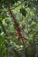 Image of Aechmea bracteata (Sw.) Griseb.