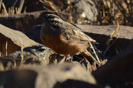 Image of Emberiza tahapisi tahapisi Smith & A 1836