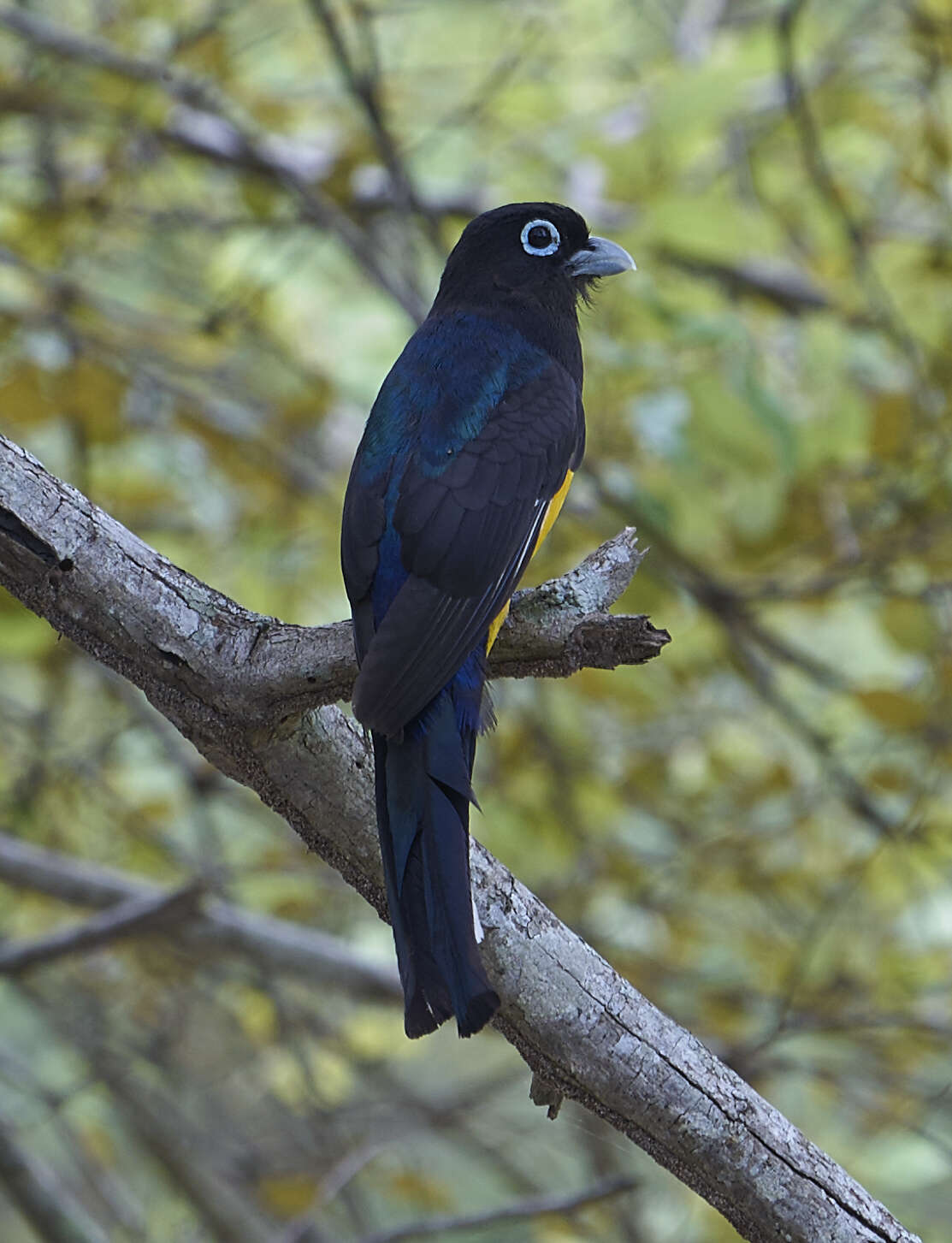 صورة Trogon melanocephalus Gould 1836