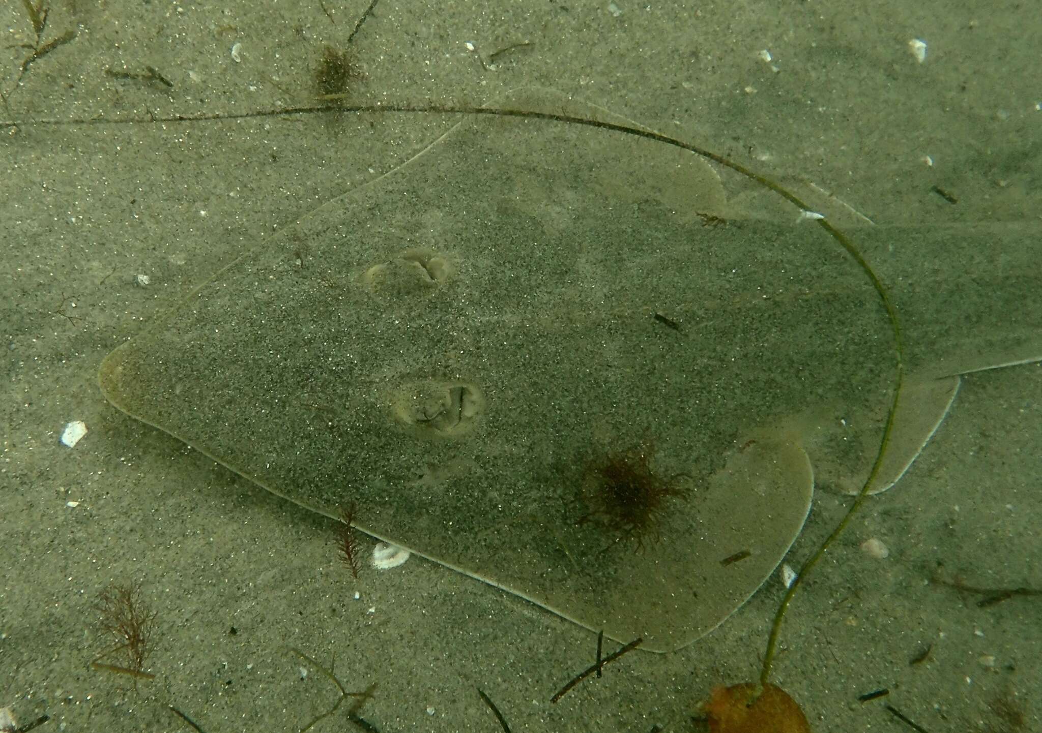 Image of Guitarfish