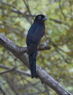 صورة Trogon melanocephalus Gould 1836