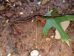 Image of Three-lined Salamander