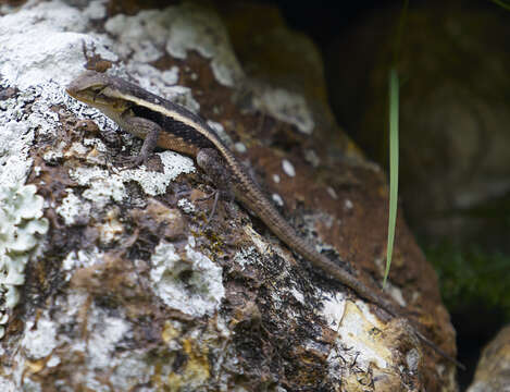 Image of Yellow-spotted Spiny Lizard