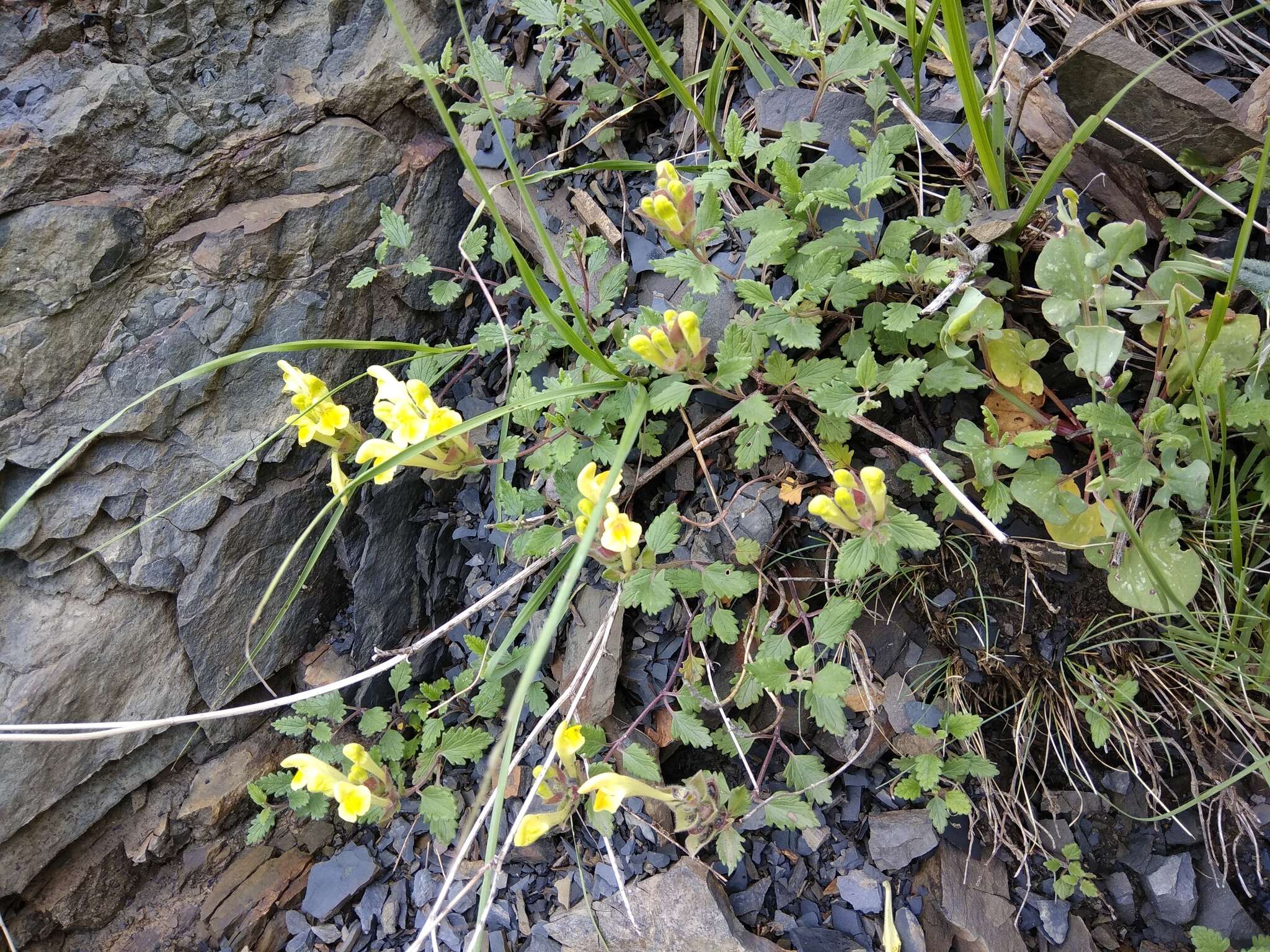 Image of Scutellaria orientalis L.