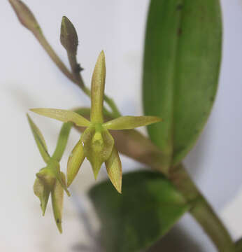 Слика од Epidendrum geminiflorum Kunth