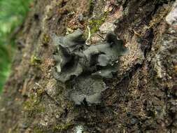 Image of Bearded jellyskin