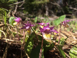 Image of fairy slipper