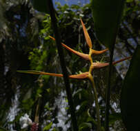 Plancia ëd Heliconia latispatha Benth.