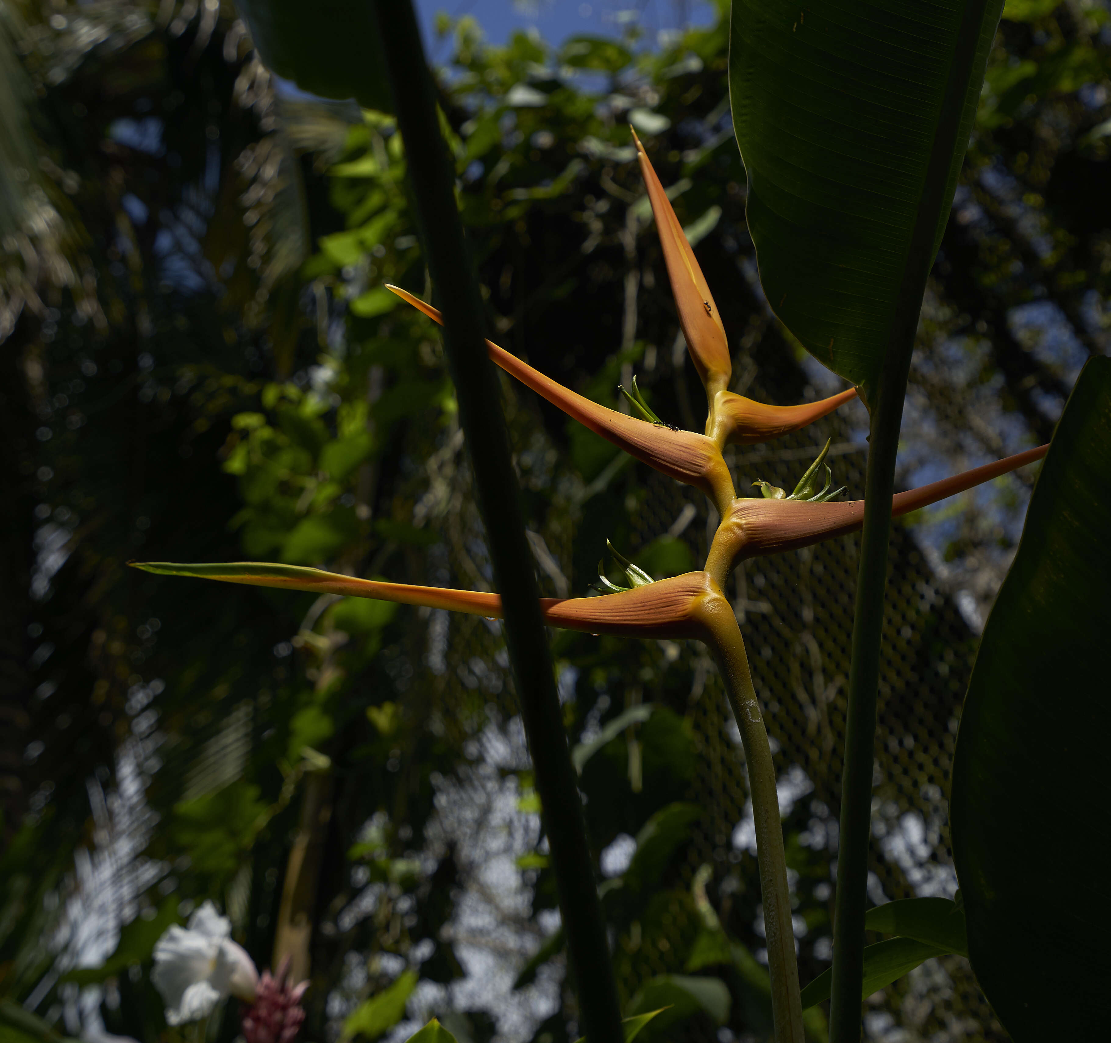 Plancia ëd Heliconia latispatha Benth.