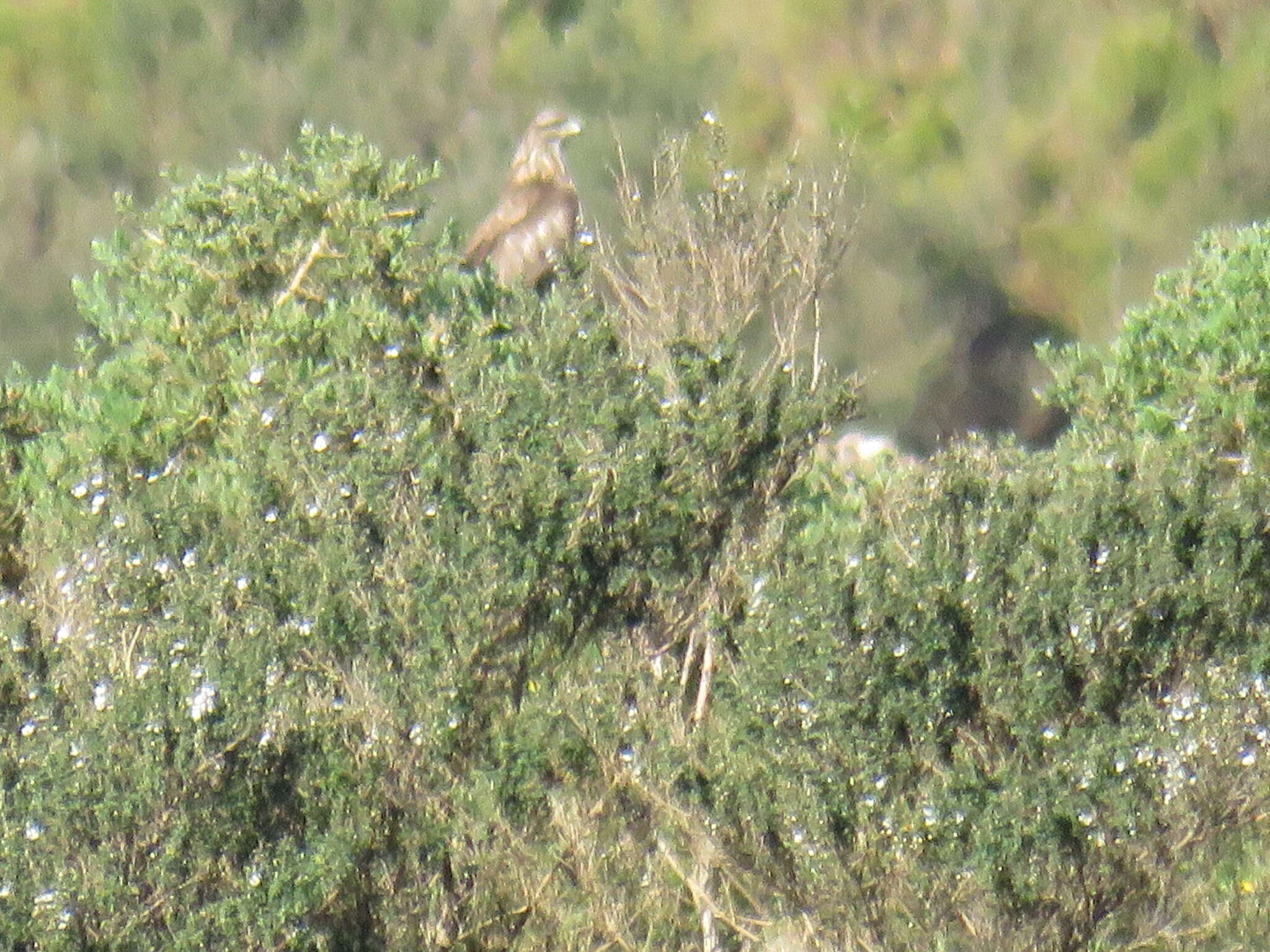 Image of <i>Buteo buteo rothschildi</i>