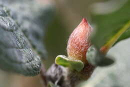 Image de Salix lanata L.