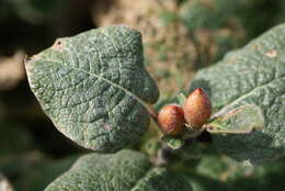 Image de Salix lanata L.