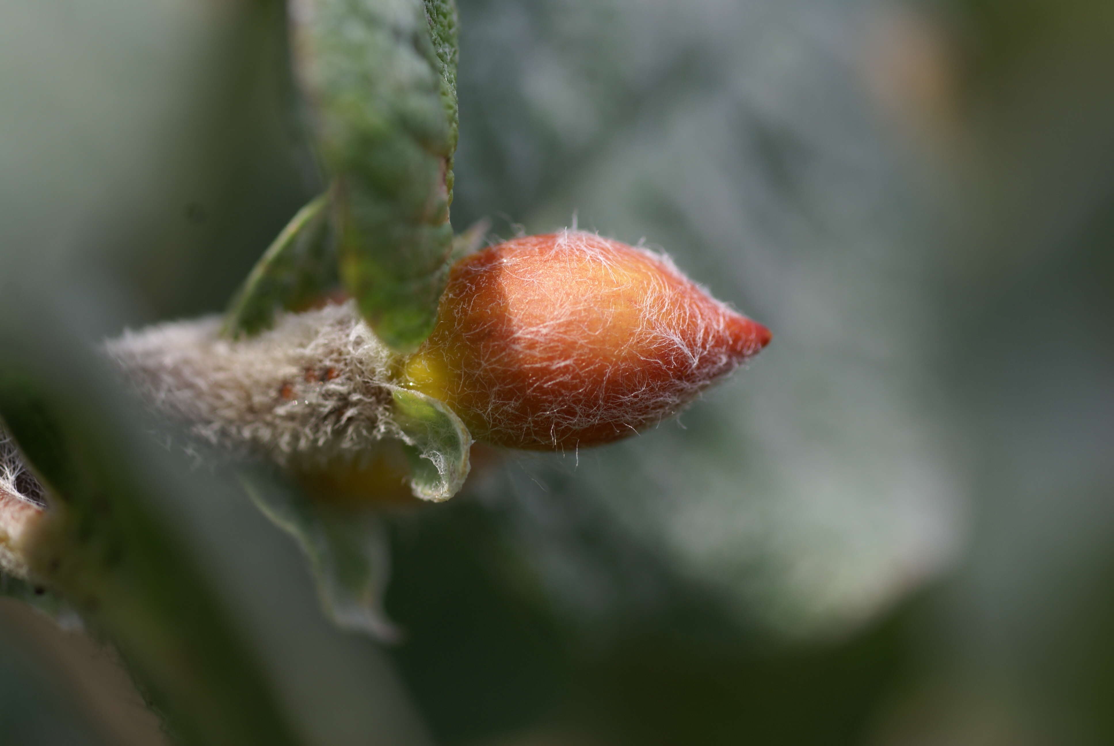 Image de Salix lanata L.