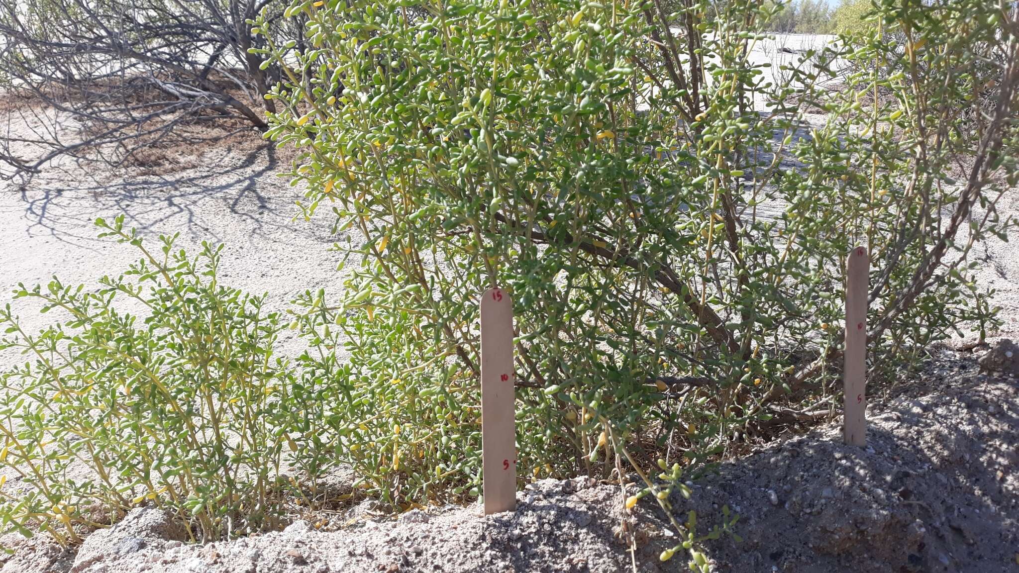 Sivun Tetraena hamiensis var. qatarensis (Hadidi) Alzahrani & Albokhari kuva