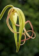 Image of Phragmipedium lindenii (Lindl.) Dressler & N. H. Williams