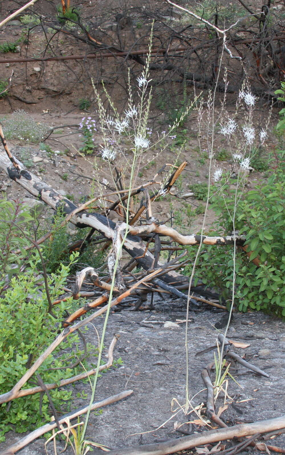 Image of wavyleaf soap plant