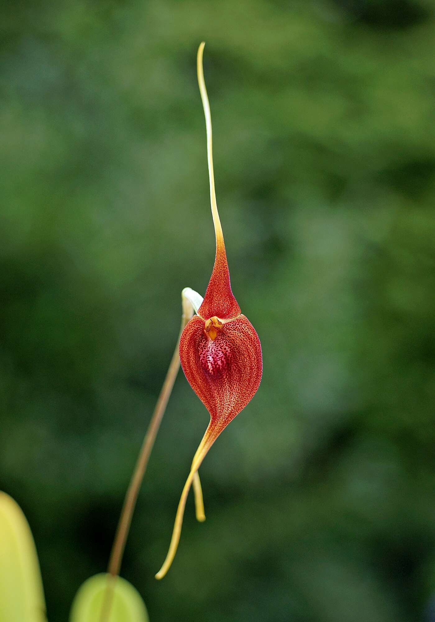 Image of masdevallia