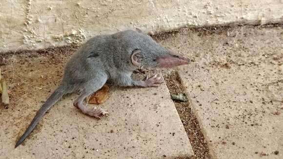 Image of Asian house shrew