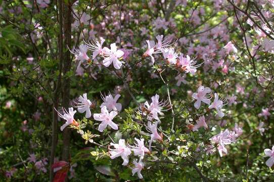 Image of Rhododendron serpyllifolium (A. Gray) Miq.