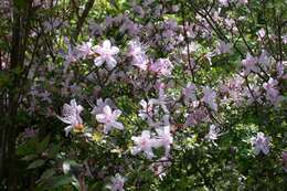 Plancia ëd Rhododendron serpyllifolium (A. Gray) Miq.