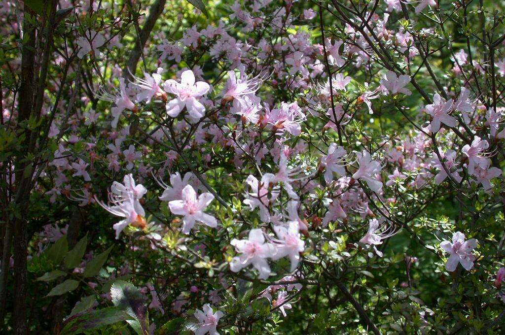 Imagem de Rhododendron serpyllifolium (A. Gray) Miq.