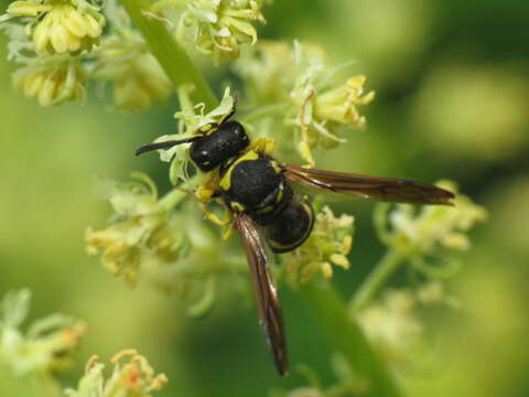 Image de Odynerus consobrinus Dufour 1839