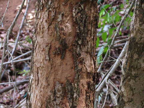 Image of Alangium salviifolium (L. fil.) Wangerin