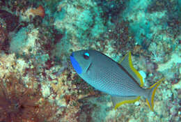 Image of Gilded triggerfish