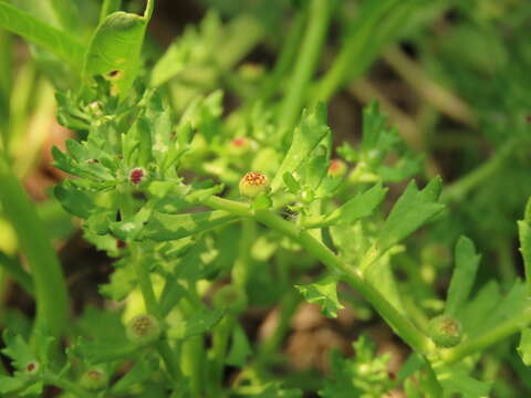 Image of Spreading-Sneezeweed