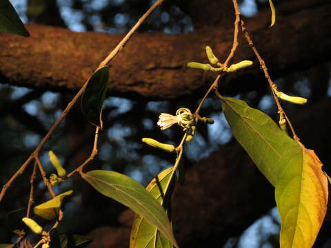 Image of Alangium salviifolium (L. fil.) Wangerin