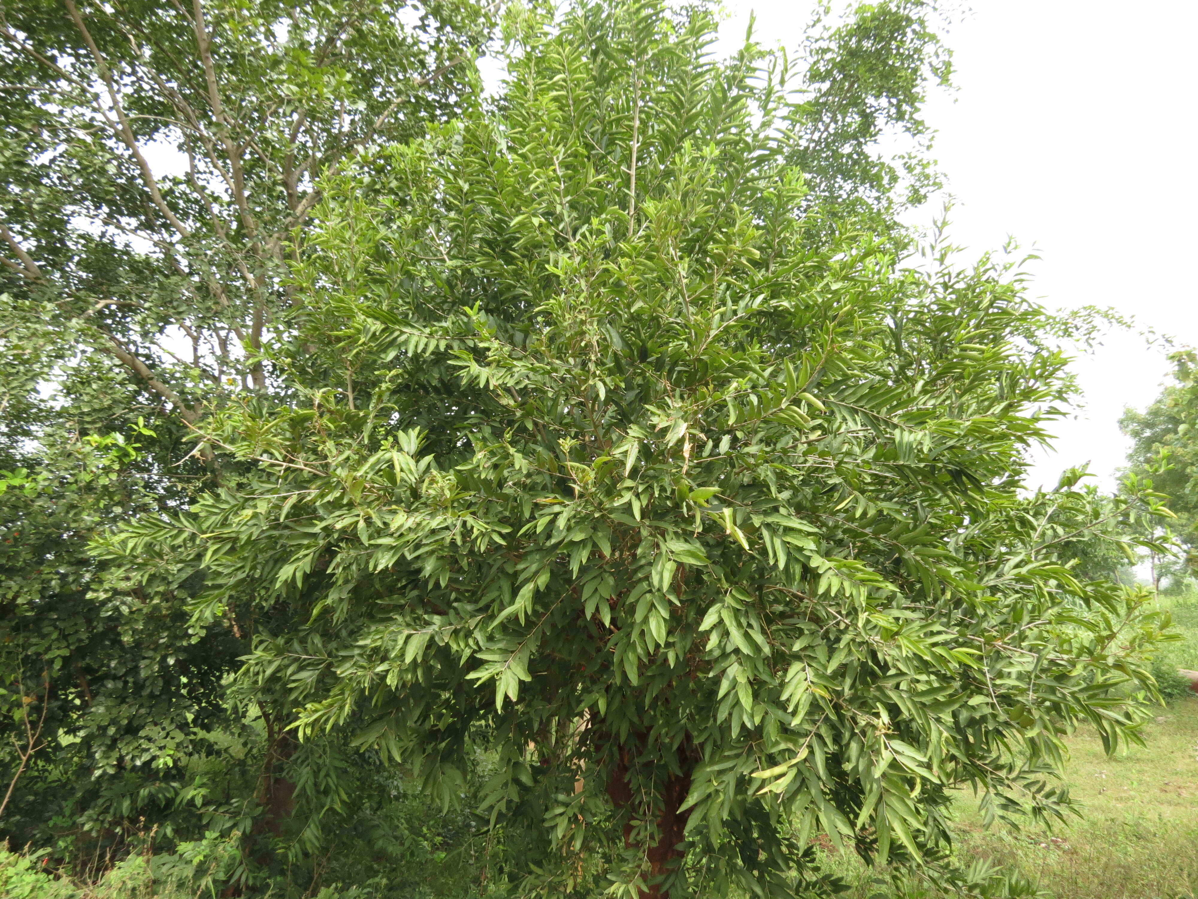 Image of Alangium salviifolium (L. fil.) Wangerin