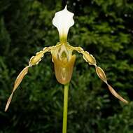 Sivun Paphiopedilum dianthum Tang & F. T. Wang kuva