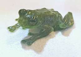 Image of Orejuela’s Glassfrog