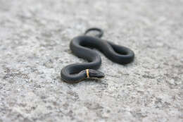 Image of Ring-necked Snake