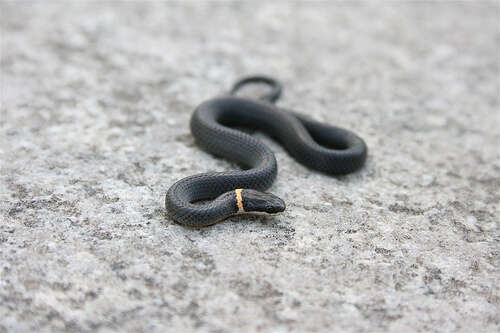 Image of Ring-necked Snake