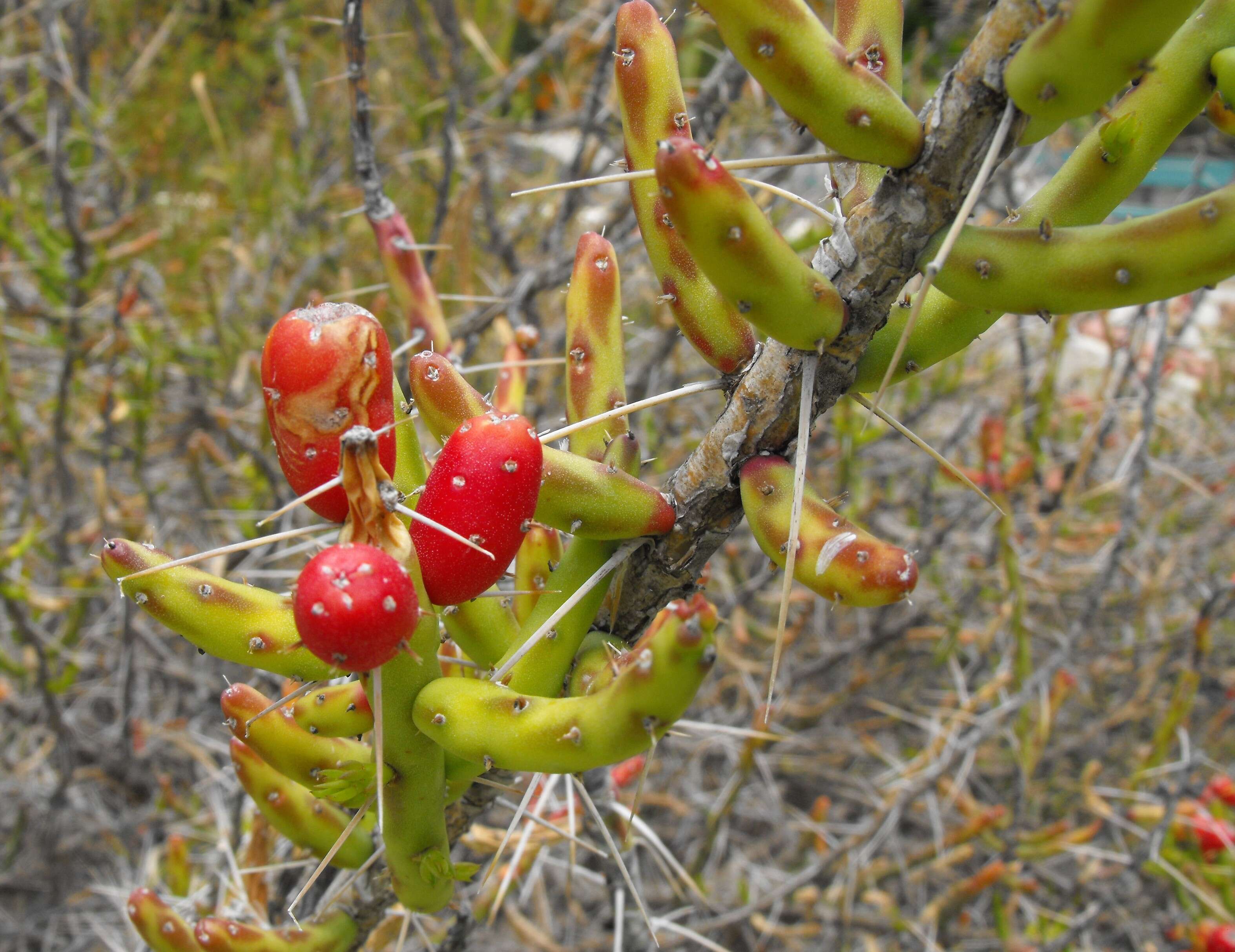 Image de Cylindropuntia leptocaulis (DC.) F. M. Knuth