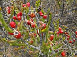 Image of Christmas Cactus