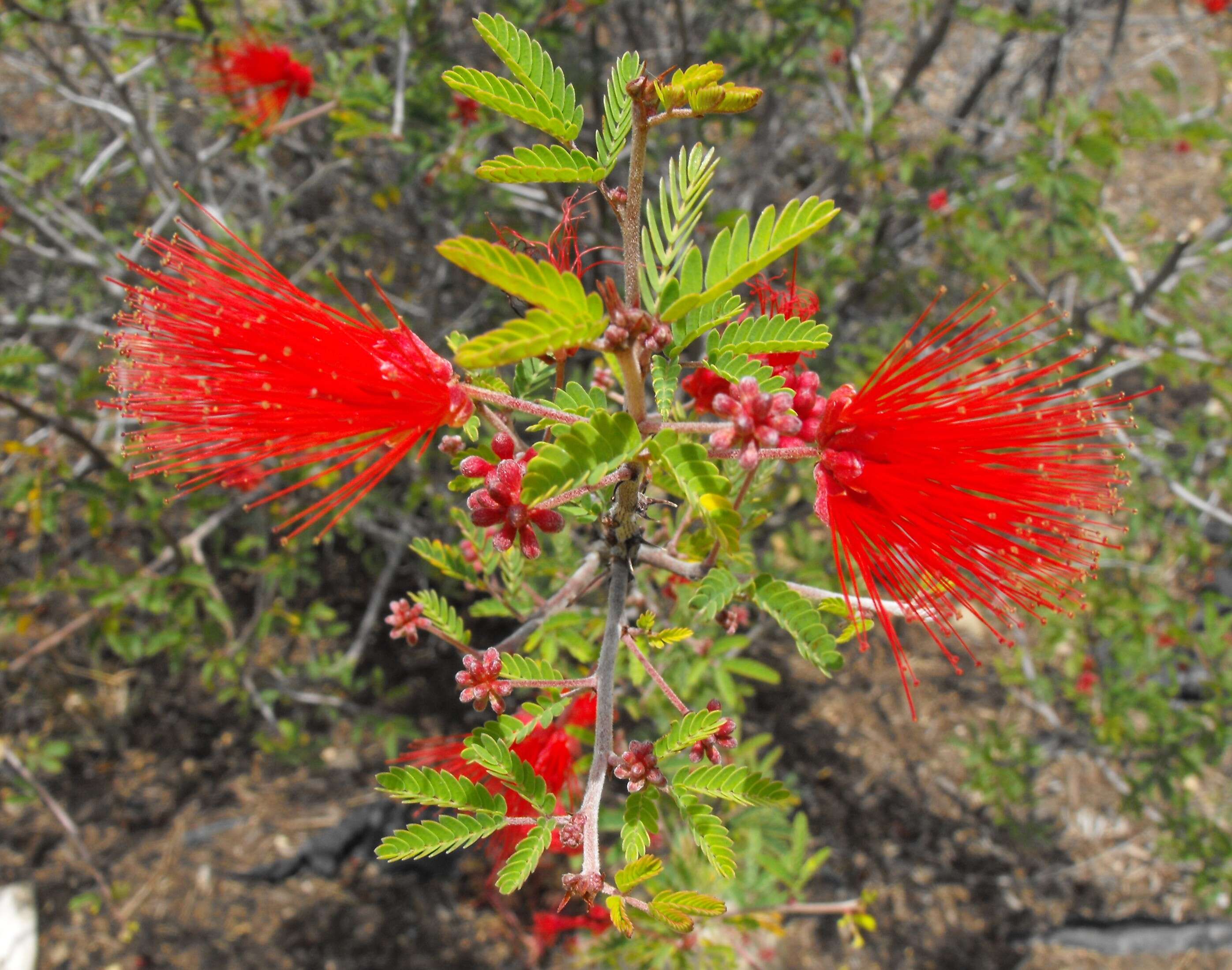 Image of fairyduster