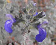 Image of Salvia chamaedryoides Cav.