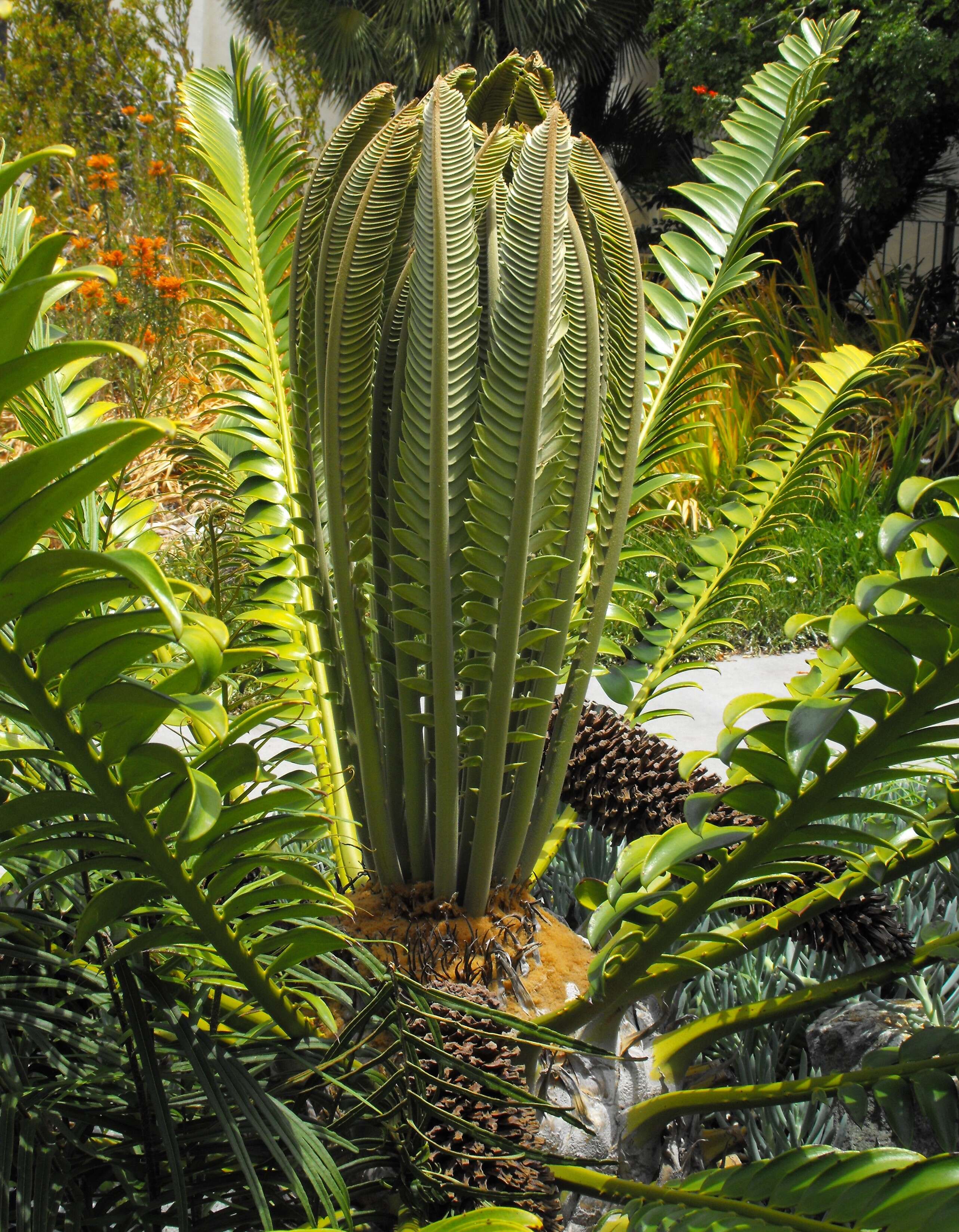 Image of Modjadji Cycad