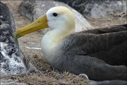 Image of Waved Albatross