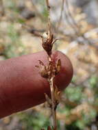 Image of Keckiella rothrockii subsp. rothrockii