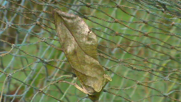 Image of Eudocima phalonia