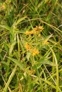 Image of Yellow Loosestrife