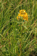 Image of Yellow Loosestrife