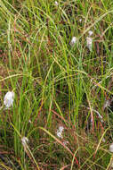 Image of common cottongrass