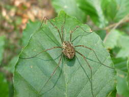 Image of Daddy longleg