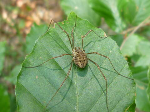 Image of Daddy longleg