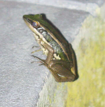 Image of Common Green Frog