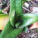 Image of Gasteria tukhelensis van Jaarsv.